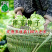 榨菜种子儿菜榨菜叶用茎用芥菜种子疙瘩菜耐抽薹新鲜蔬菜种子