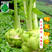 榨菜种子儿菜榨菜叶用茎用芥菜种子疙瘩菜耐抽薹新鲜蔬菜种子
