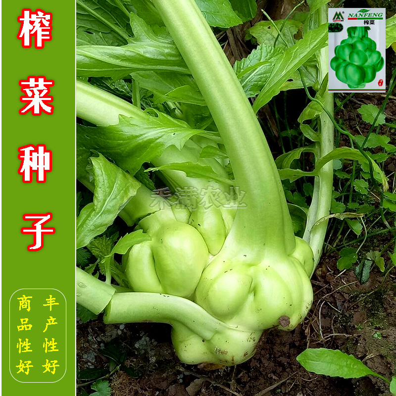榨菜种子儿菜榨菜叶用茎用芥菜种子疙瘩菜耐抽薹新鲜蔬菜种子