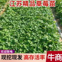 江苏草莓苗奶油草莓苗品种齐全量大从优欢迎来电咨询订购