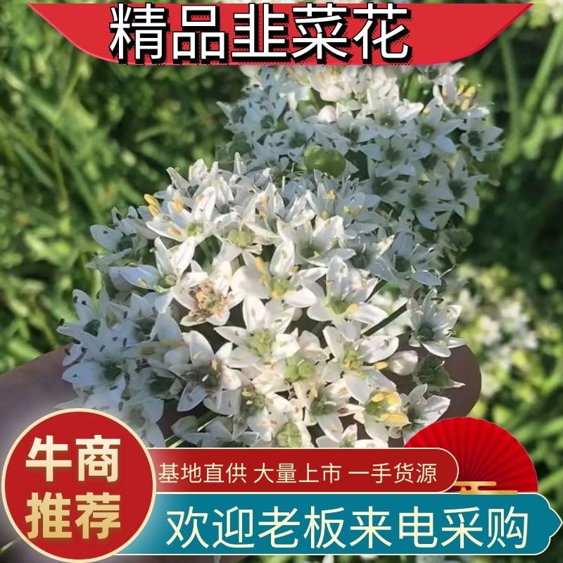 内蒙古呼伦贝尔野生韭菜花酱是呼伦贝尔大草原上特产。