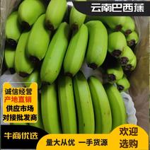 香蕉七成熟云南巴西品种货源稳定，优质货源，基地直发