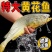 东海大黄鱼