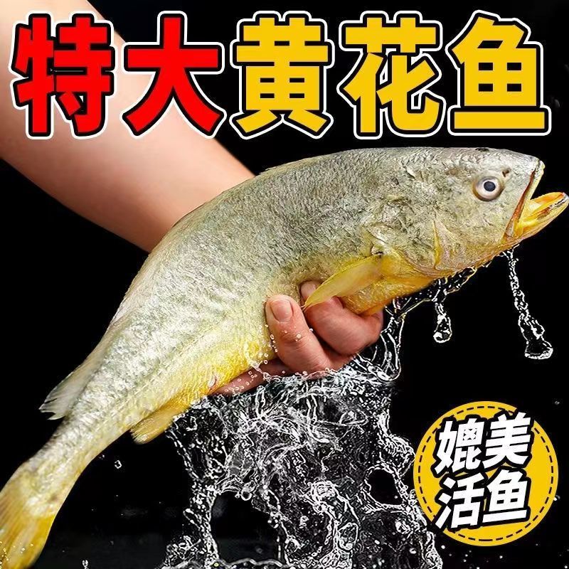 东海大黄鱼
