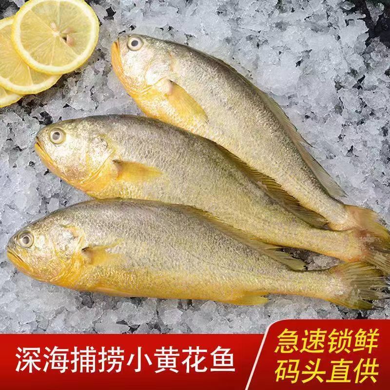 东海大黄鱼