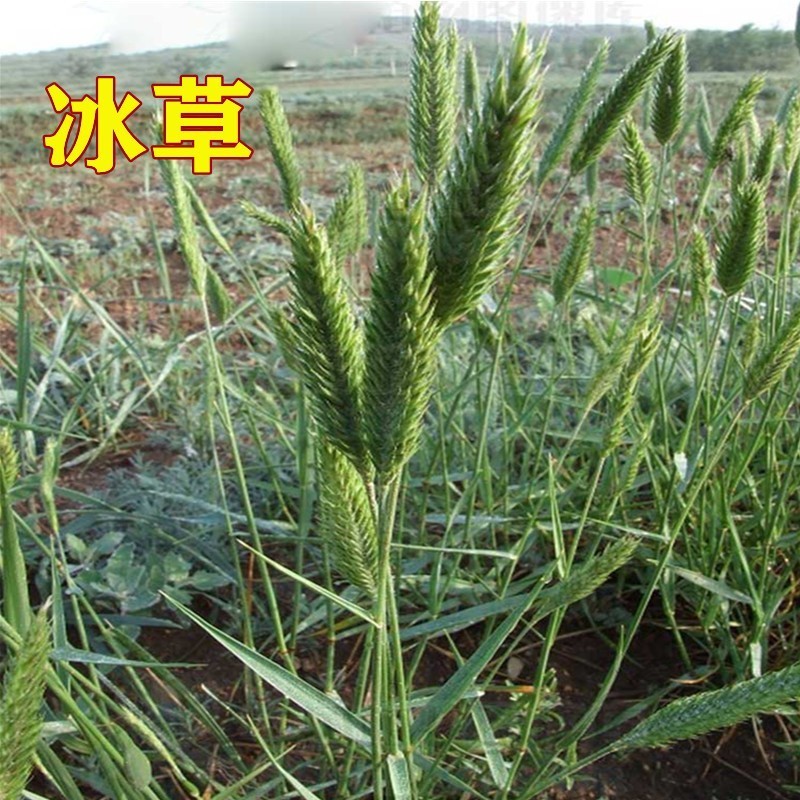 扁穗冰草种子优质牧草种籽别名野麦子扁穗冰草抗旱耐寒