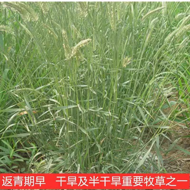 扁穗冰草种子优质牧草种籽别名野麦子扁穗冰草抗旱耐寒