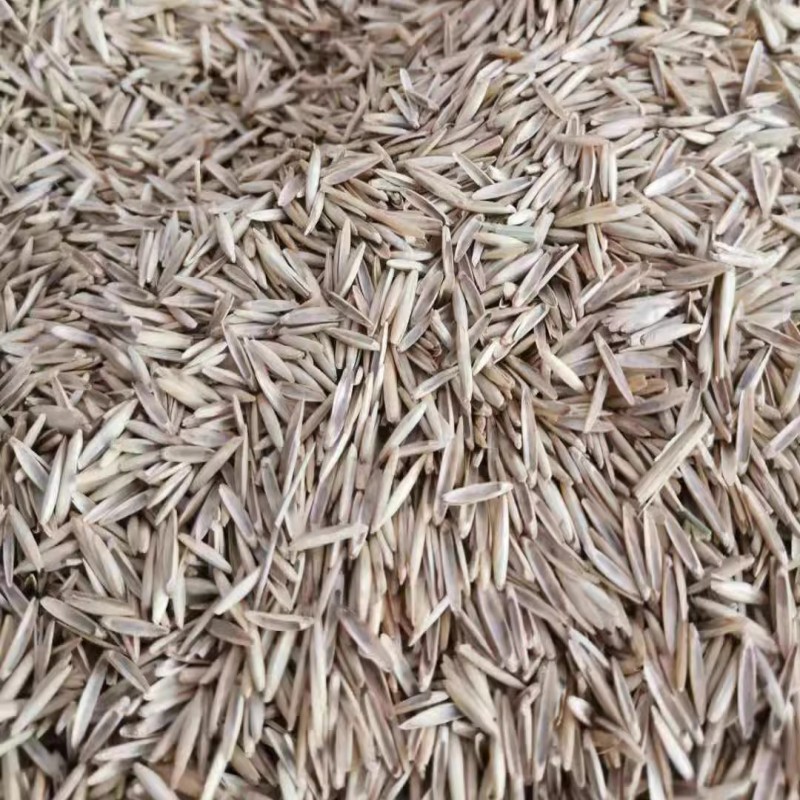 扁穗冰草种子优质牧草种籽别名野麦子扁穗冰草抗旱耐寒
