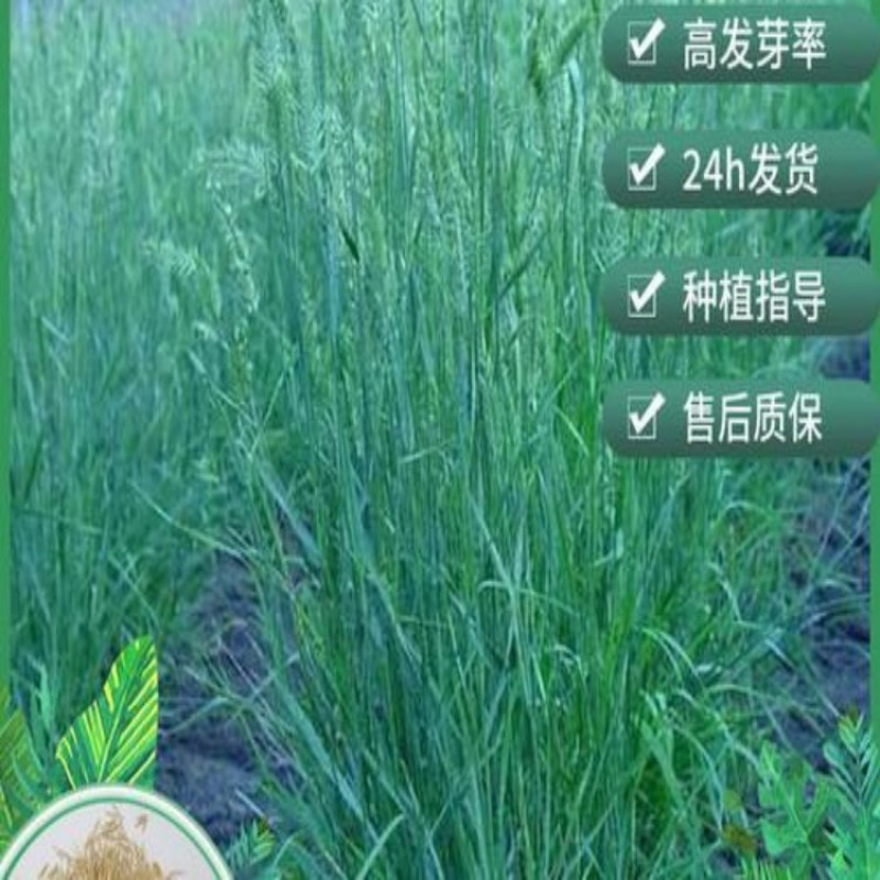 扁穗冰草种子优质牧草种籽别名野麦子扁穗冰草抗旱耐寒