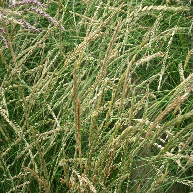 扁穗冰草种子优质牧草种籽别名野麦子扁穗冰草抗旱耐寒