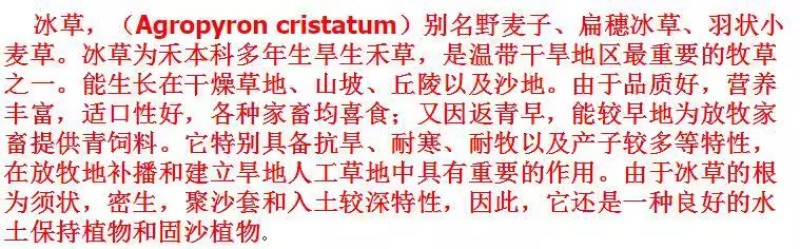 扁穗冰草种子优质牧草种籽别名野麦子扁穗冰草抗旱耐寒