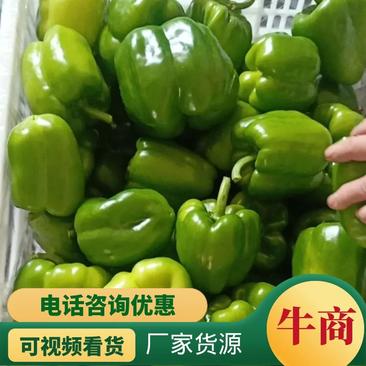 【牛】甜椒大量上市/质量一级/物美价廉，产地直供