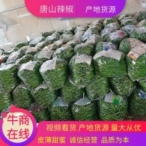 线椒上市中物美价廉商超品质色泽鲜亮线条好产地直销