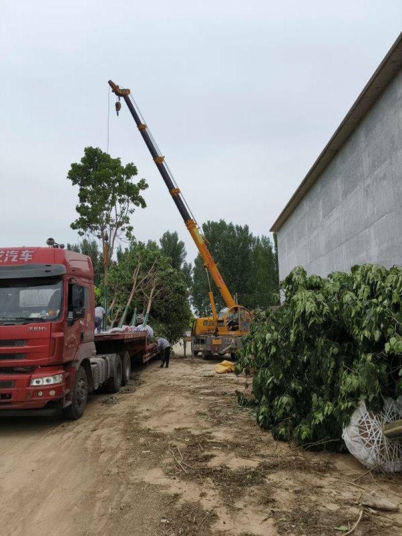14公分楸树