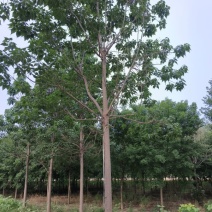 14公分楸树