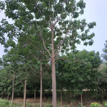 14公分楸树