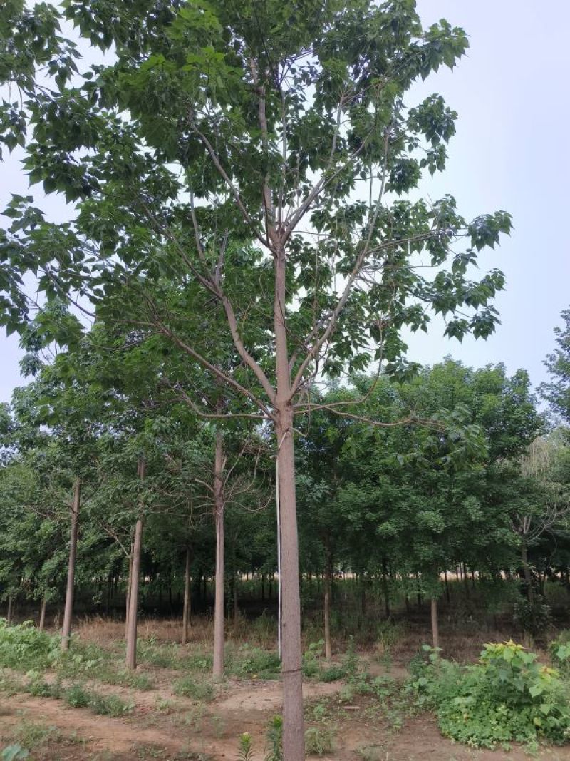 14公分楸树