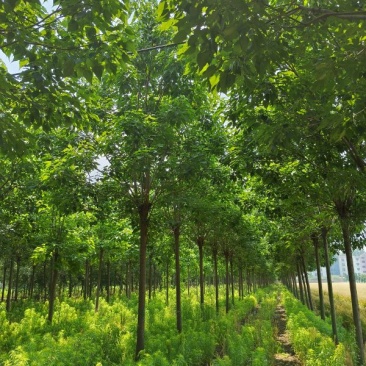 12公分楸树