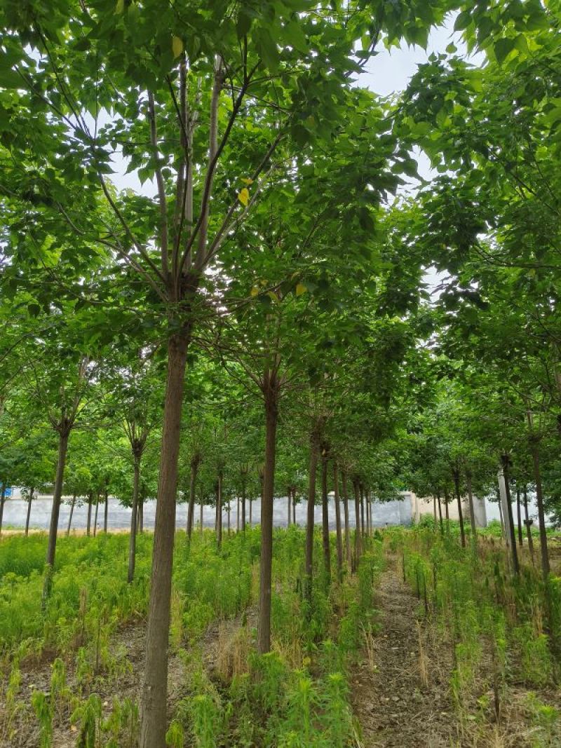 12公分楸树
