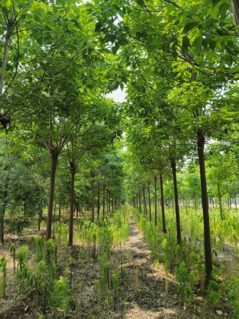 12公分楸树