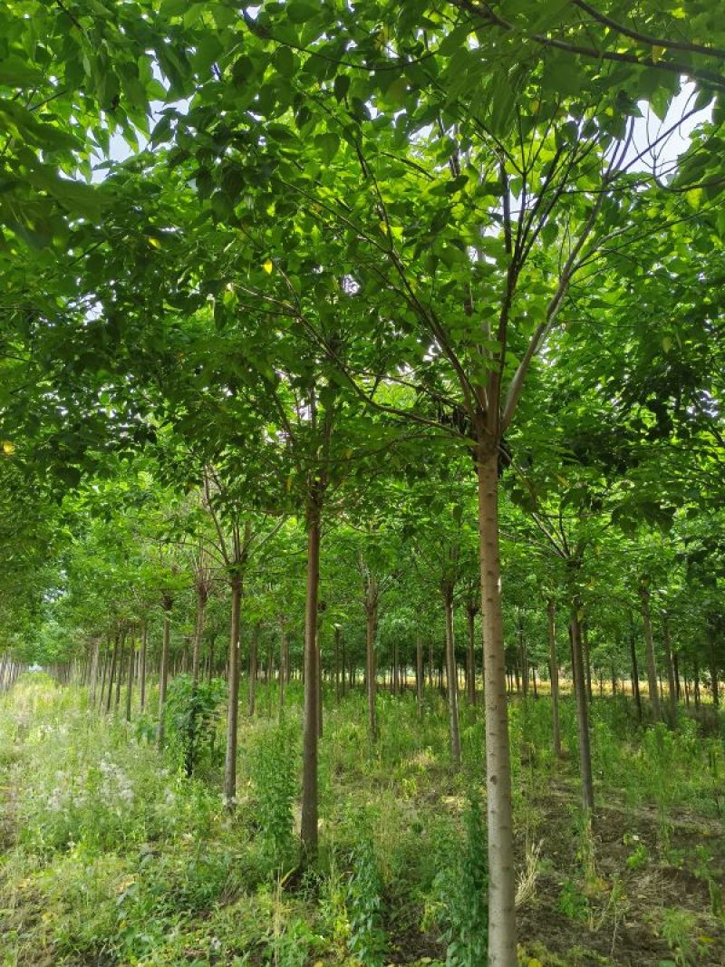 12公分楸树