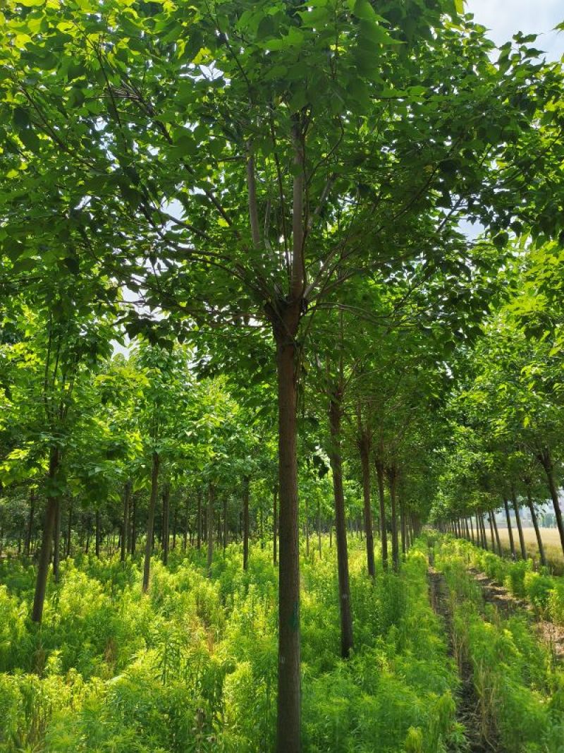 12公分楸树