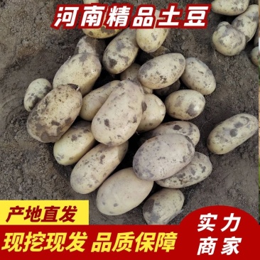 河南开封新土豆上市，通许土豆颜色好，对接商超市场批发