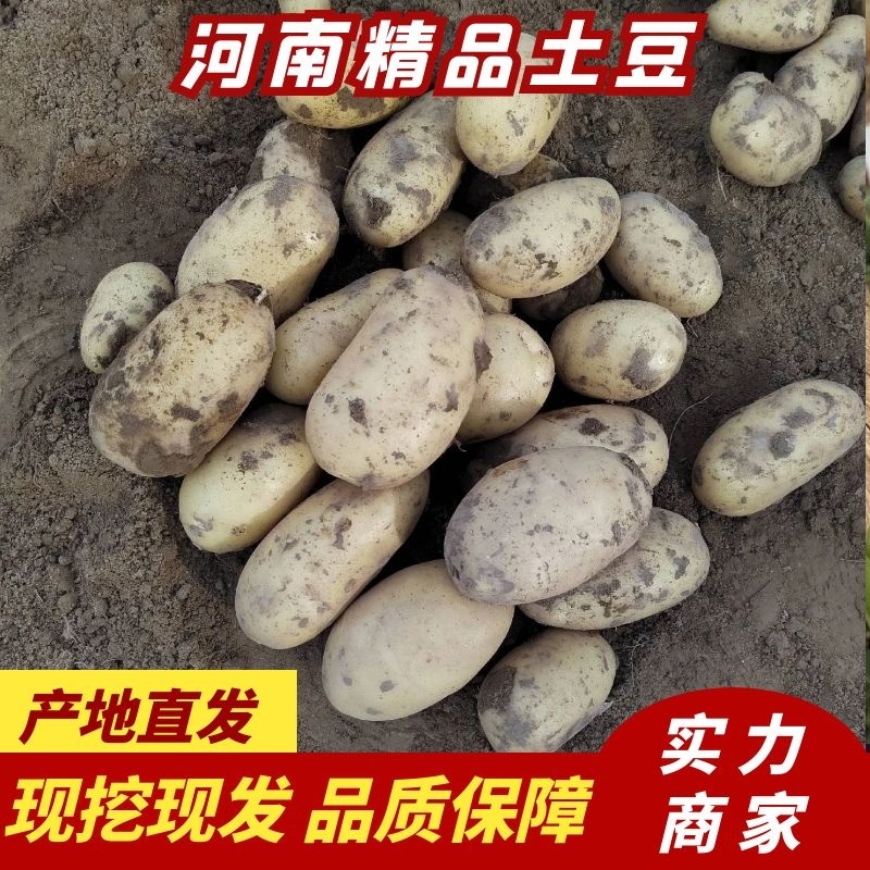 河南开封新土豆上市，通许土豆颜色好，对接商超市场批发
