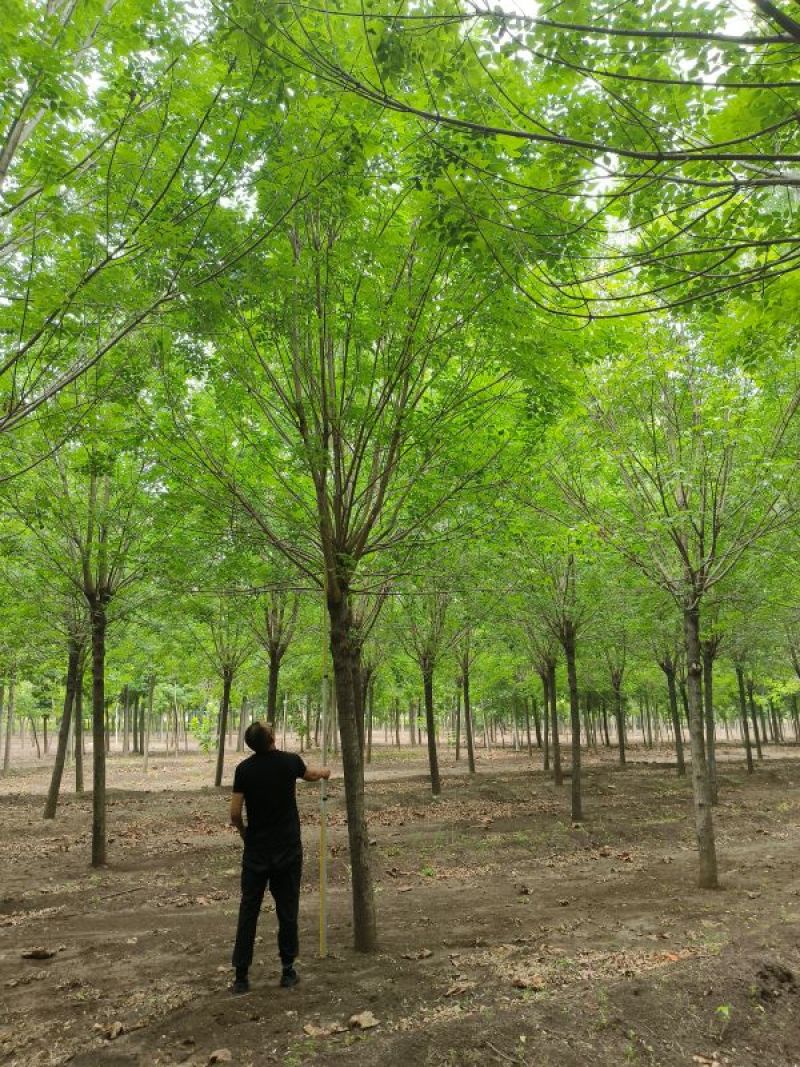 14公分白蜡，14公分全冠白蜡市政工程用树