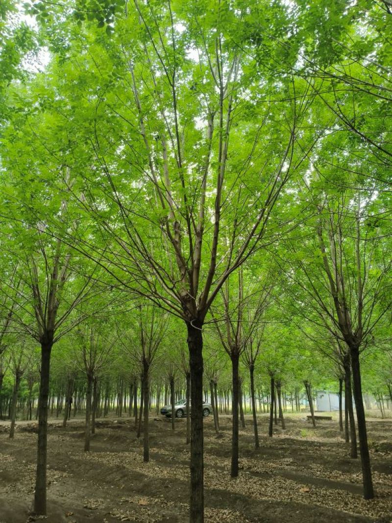 14公分白蜡，14公分全冠白蜡市政工程用树