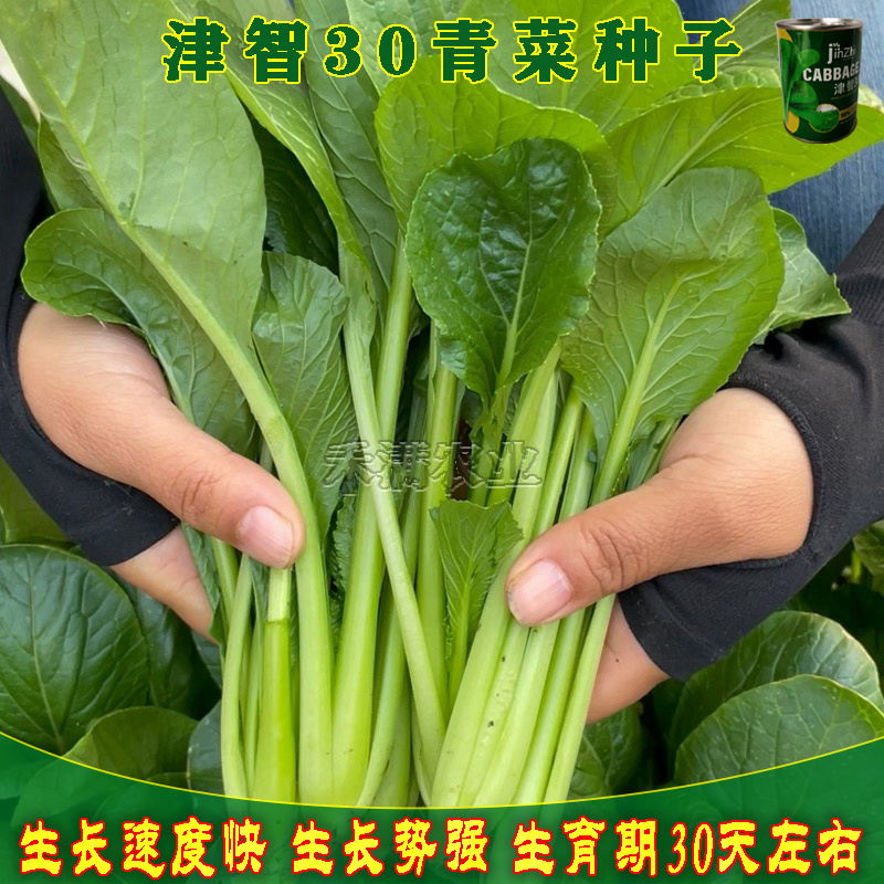 全绿夏季专用鸡毛菜种子籽全绿杂交青梗耐热耐湿速生鸡毛菜籽