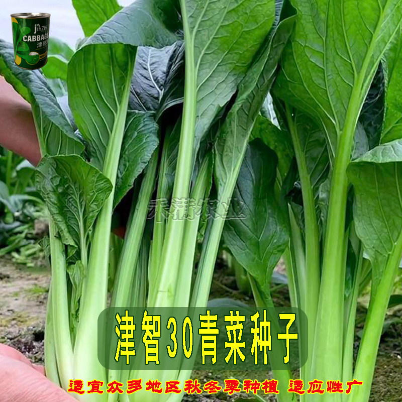 全绿夏季专用鸡毛菜种子籽全绿杂交青梗耐热耐湿速生鸡毛菜籽