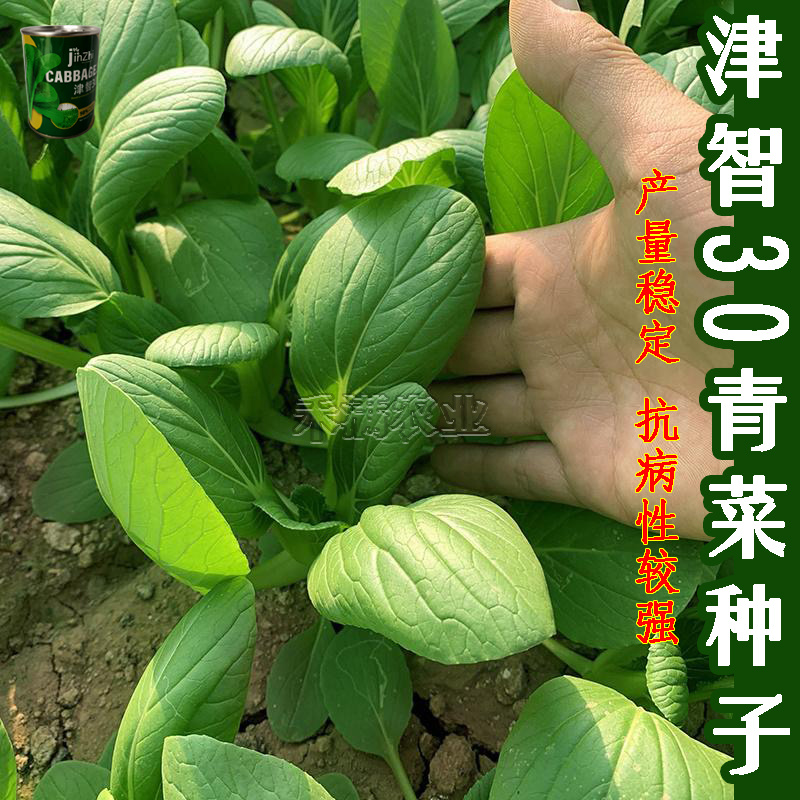 全绿夏季专用鸡毛菜种子籽全绿杂交青梗耐热耐湿速生鸡毛菜籽