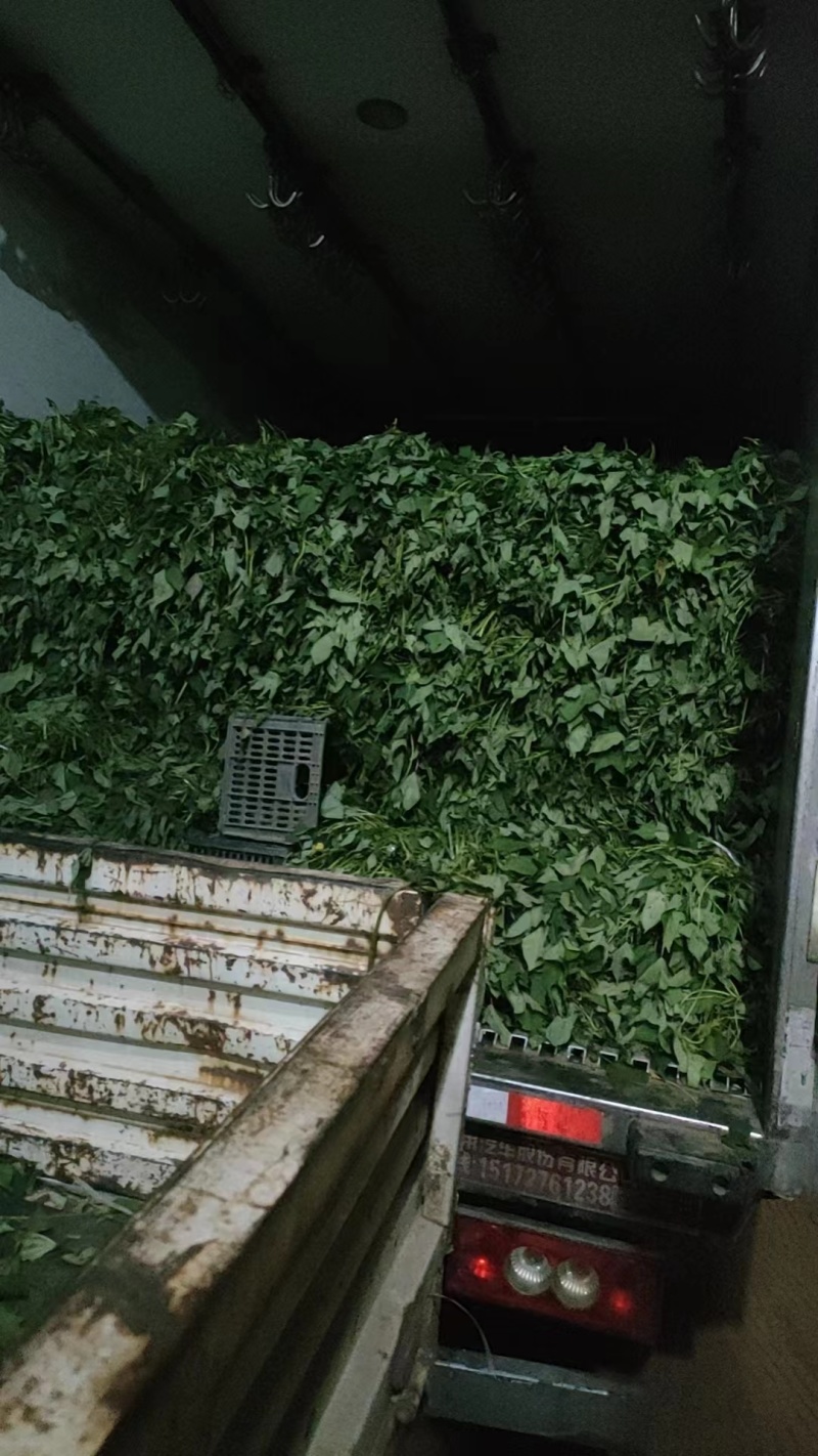 山东红薯苗德州济薯26扩繁苗产地直发一手货源欢迎来电咨询