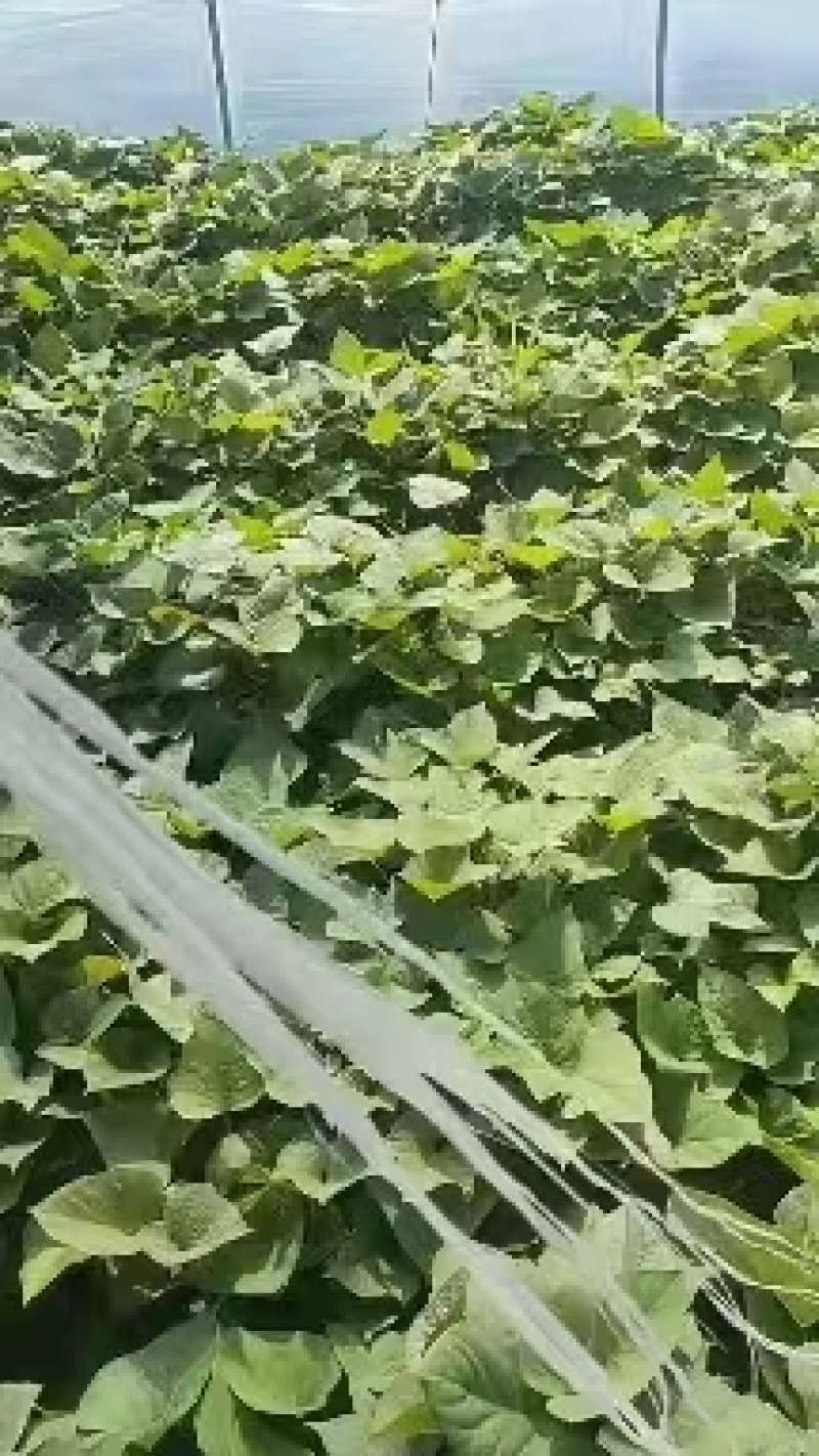 山东红薯苗德州济薯26扩繁苗产地直发一手货源欢迎来电咨询
