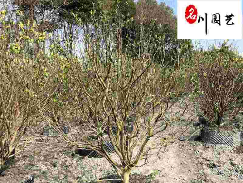 供应桔子树桔子苗-成都桔子树种植户-工程园林绿化苗木