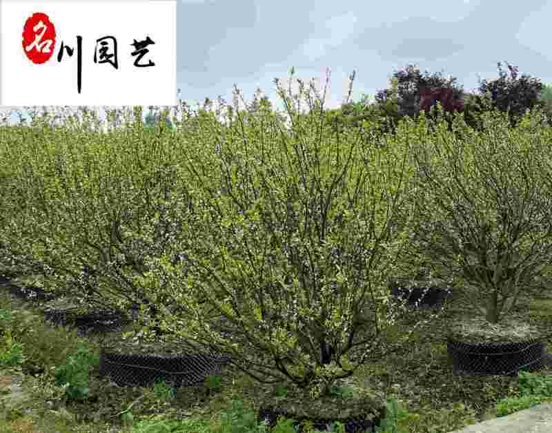 供应桔子树桔子苗-成都桔子树种植户-工程园林绿化苗木