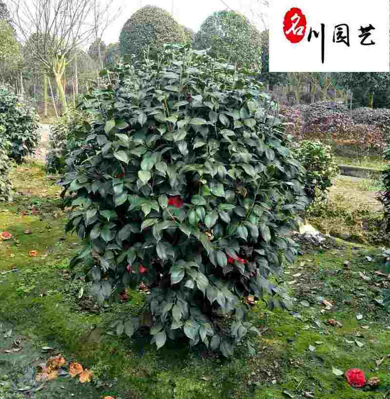 供应茶花球-成都郫县茶花基地-园林绿化灌木