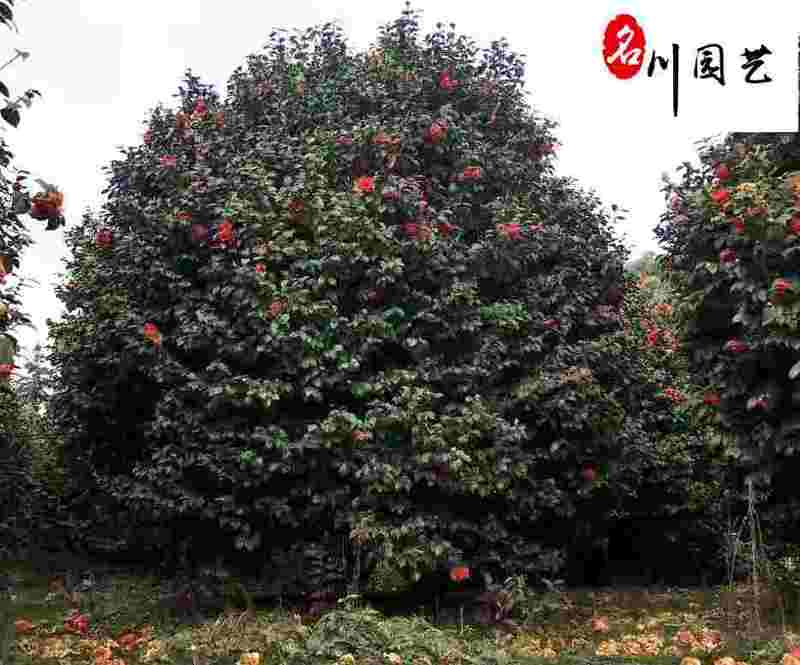 供应茶花球-成都郫县茶花基地-园林绿化灌木