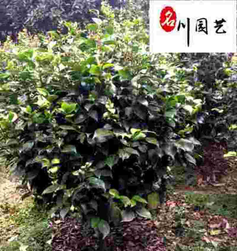 供应茶花球-成都郫县茶花基地-园林绿化灌木