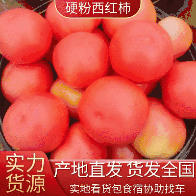 【直供】西红柿，硬粉西红柿—供应电商，超市，市场产地直供