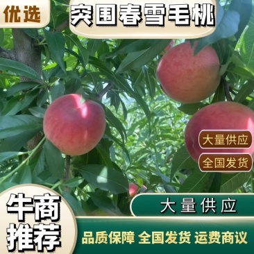 春雪突围红梅早风王毛桃产地货源品质好，口感甜颜色好