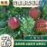 春雪突围红梅早风王毛桃产地货源品质好，口感甜颜色好