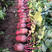紫丹萝卜种紫皮紫肉红皮红肉水果萝卜种籽高产种苗