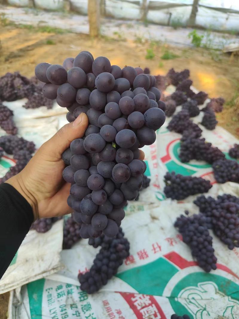 昌黎精品玫瑰香葡萄产地直发，保质保量全国发货