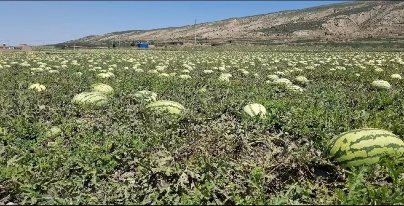 宁夏硒砂瓜口感甘甜爽口对接全国客商可视频产地看货