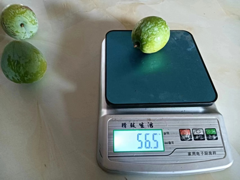 【奈李李子】广西李子产地现摘现发可视频看货量大从优