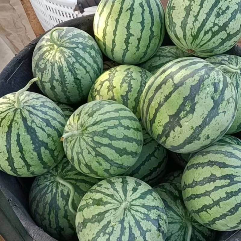 【热卖推荐】河北甜王西瓜大量供应产地直供量大从优欢迎来电