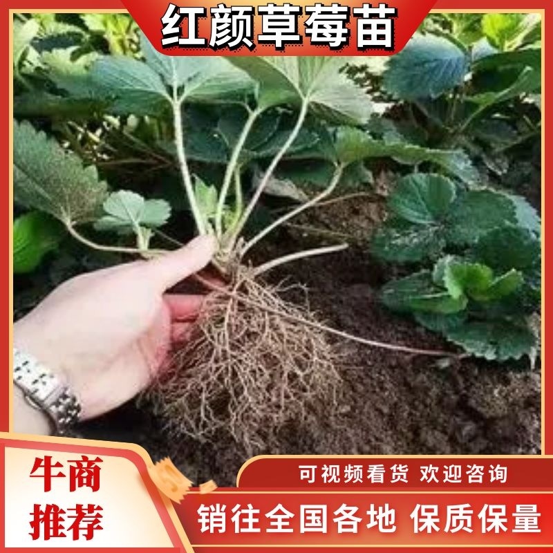 【推荐】精品长丰红颜草莓苗基地直供欢迎咨询