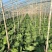 甘肃圆包菜甘蓝货源充足一手货源品质好诚信经营欢迎来电选购
